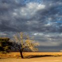 NAM HAR Dune45 2016NOV21 090 : 2016 - African Adventures, Hardap, Namibia, Southern, Africa, Dune 45, 2016, November